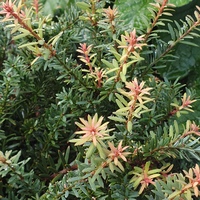 Podocarpus  'Flame'